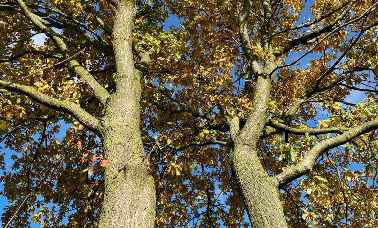 Low-angle view of two tree trunks with autumn leaves against a blue sky